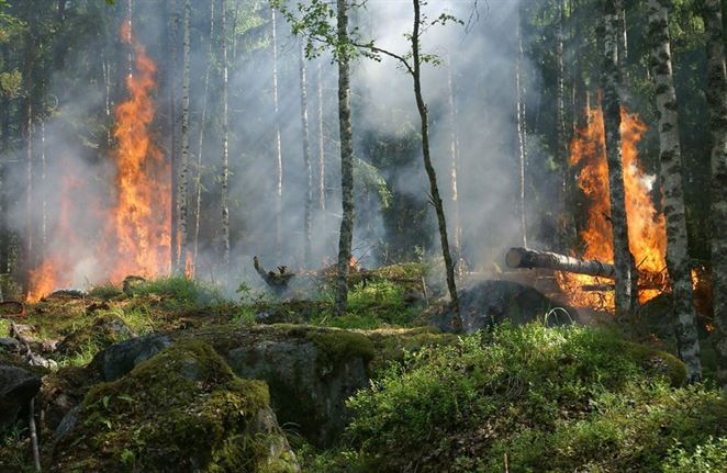 Požiare v Indonézii produkujú viac CO2 ako celé Spojené štáty