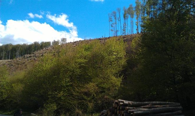 Energetici: my nedrancujeme slovenské lesy