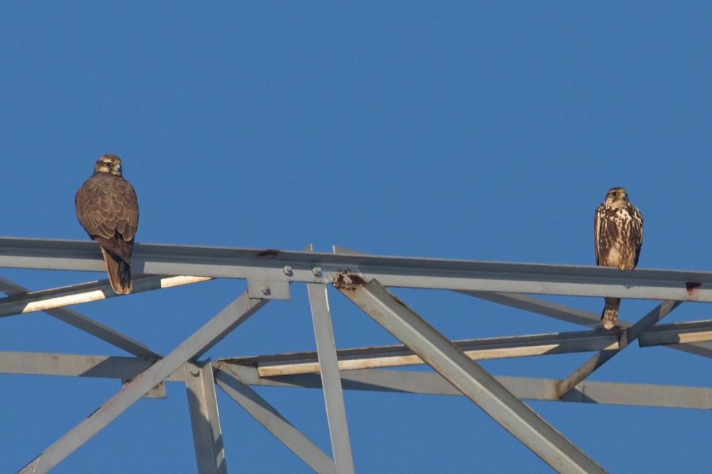 Ochranári s energetikmi pomáhajú zachrániť sokola rároha